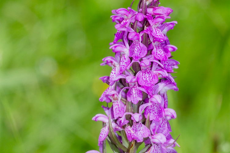 Southern Marsh Orchid