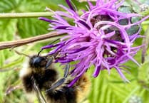 South Devon's Nature Revival Efforts