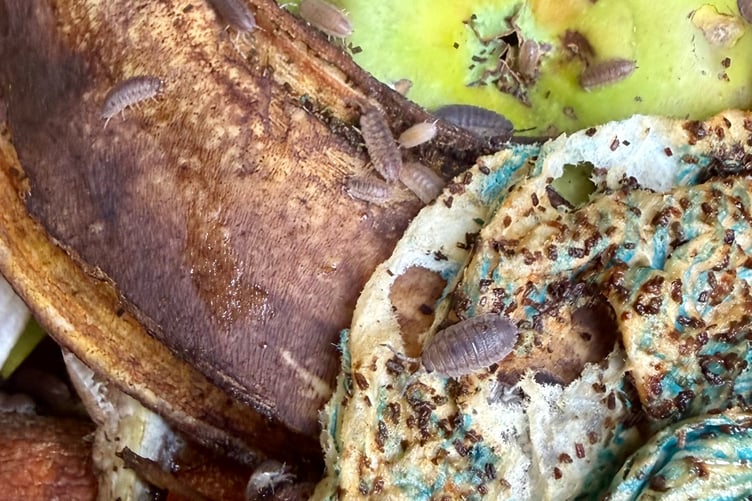 A myriad of amazing creatures, fungi and bacteria.