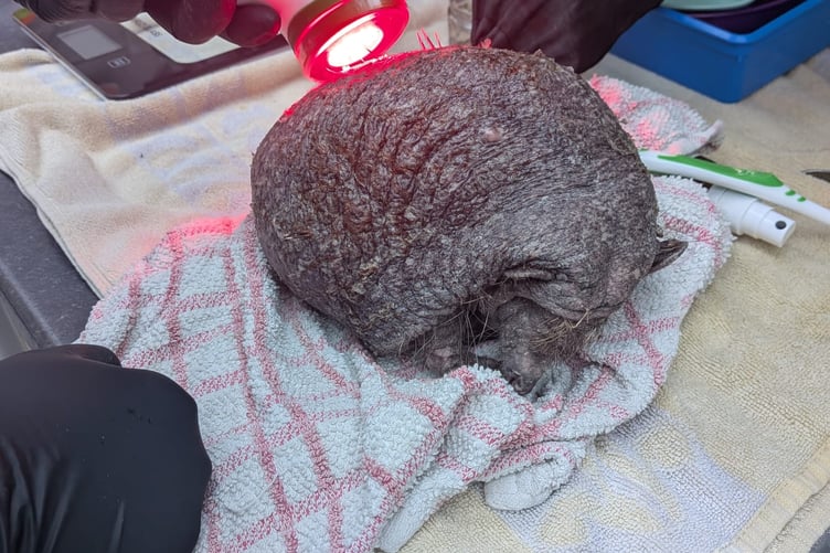 Ollie the hedgehog receiving his red-light therapy treatment.