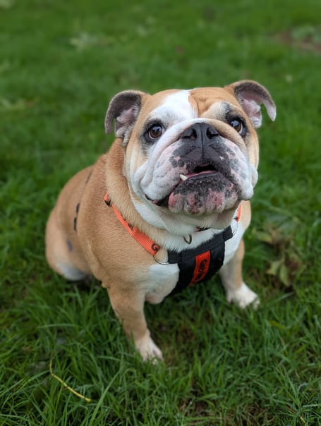Five year old Dumpling