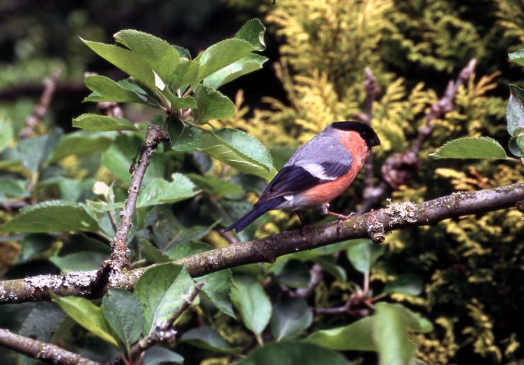 South Hams Nature Diary Oct 2026